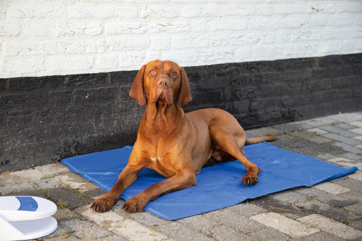 Produktbild Karlie Kühlmatte Fresk (Hund)