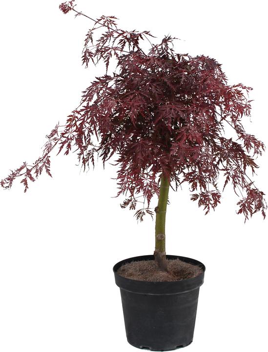Actual product image Zulauf Japanischer Fächer-Ahorn / Acer palmatum 'Garnet' (90 cm)