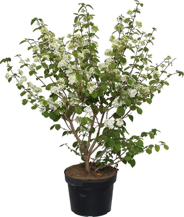 Immagine prodotto Zulauf Japanischer Schneeball / Viburnum plic. 'Popcorn' (100 cm)
