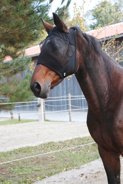 Actual product image Kerbl Fly mask pony with ear cut-out without nose ruffle.