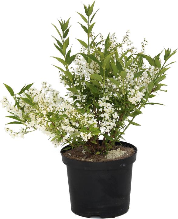 Actual product image Zulauf Slender Deutzia, Japanes Snow Flower (30 cm)