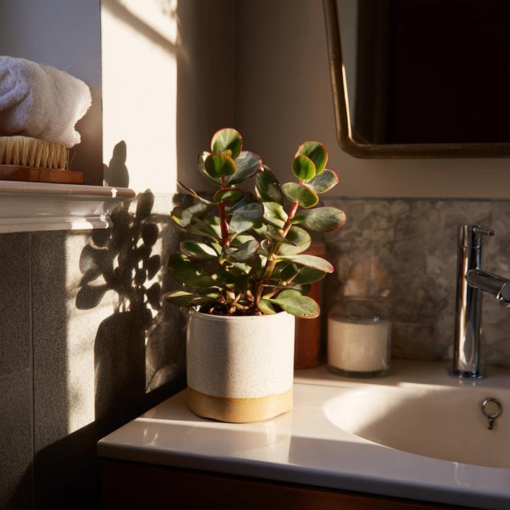 Produktbild Plant in a Box Crassula ovata 'Sunset' - Jadepflanze (15 cm)