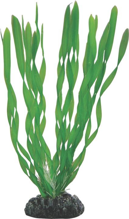 Image du produit Dohse Vallisneria 20 cm (Décoration, Plantes)