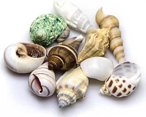 Produktbild Hobby Aquariumdekoration Schneckenhäuser Sea Shells Set M 10 Stück (sonstige Gegenstände)