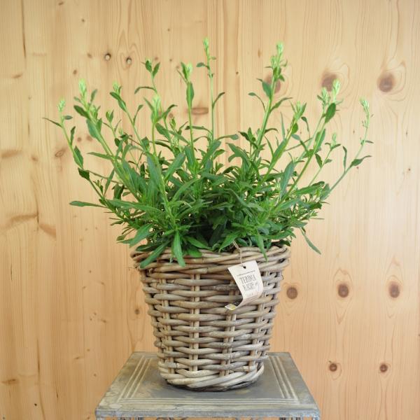 Produktbild Säntispracht Prachtkerze im Korb - Gaura lindheimeri 'Weiss' (50 cm)