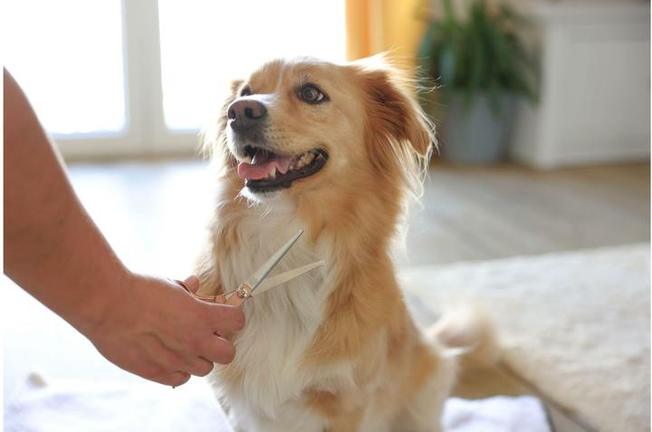Produktbild Magic Brush Fellschere für Hunde und Katzen (Hund)