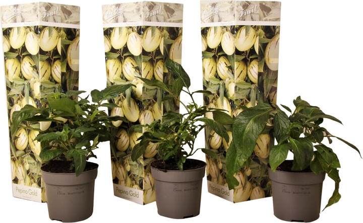 Immagine prodotto Plant in a Box Solanum Muricatum 'Pepino gold' - Set di 3 pere melone (40 cm)