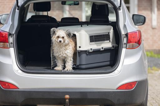 Actual product image Karlie Nomad transport box (Dog, Cat, Lockable)