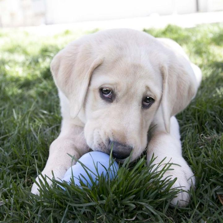 Immagine prodotto KONG Cucciolo (Giochi per cuccioli)