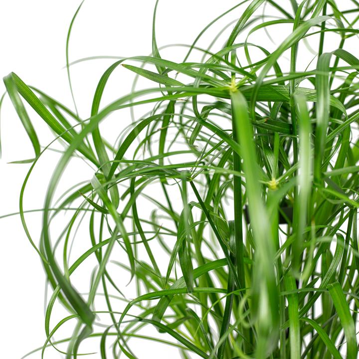 Produktbild Flowerbox Zyperngras - Cyperus alternifolius (60 cm)