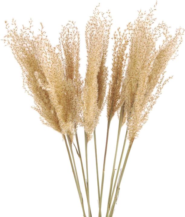 Geschenkkörbe CH Fiori secchi di canna soffice, naturali (Fiori secchi, 1x)