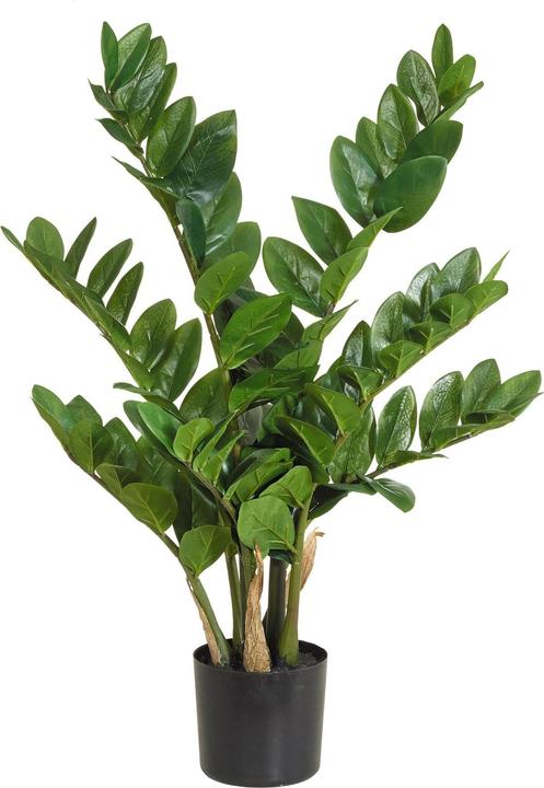 Immagine prodotto Botanic-Haus Zamiculcas (70 cm)