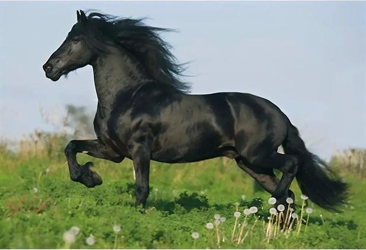 Produktbild Schmidt Spiele Pferde Puzzlebox (148 Teile)