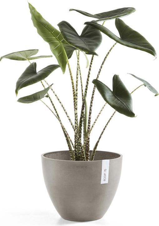 Produktbild Ecopots Antwerp (30.20 x 25 cm)