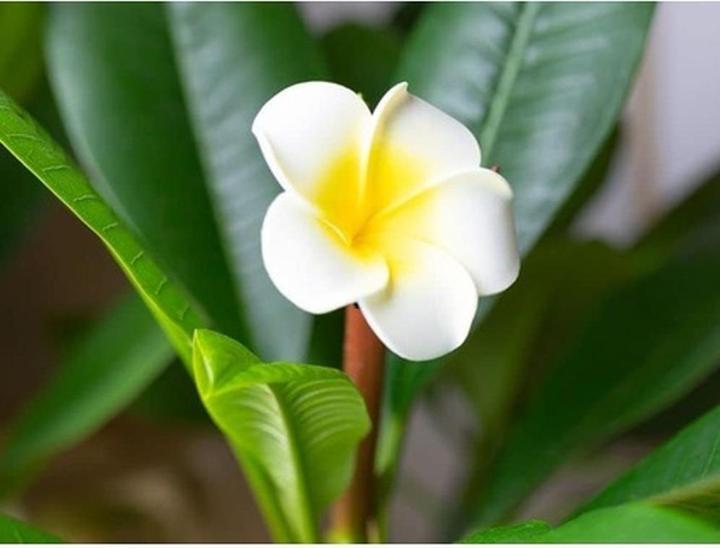 Immagine prodotto L'erbolario LErbolario Frangipani Gel da Bagno per Donna 10.1 oz