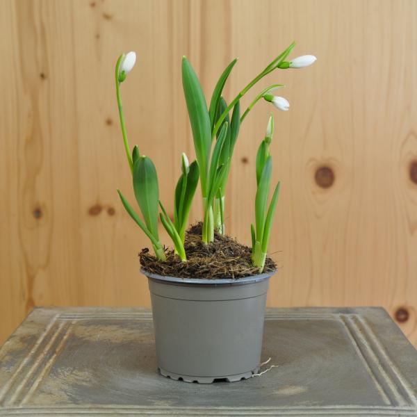 Immagine prodotto Säntispracht Set di 6 giacinti d'uva - Muscari armeniacum Big Smile Blue (15 cm)