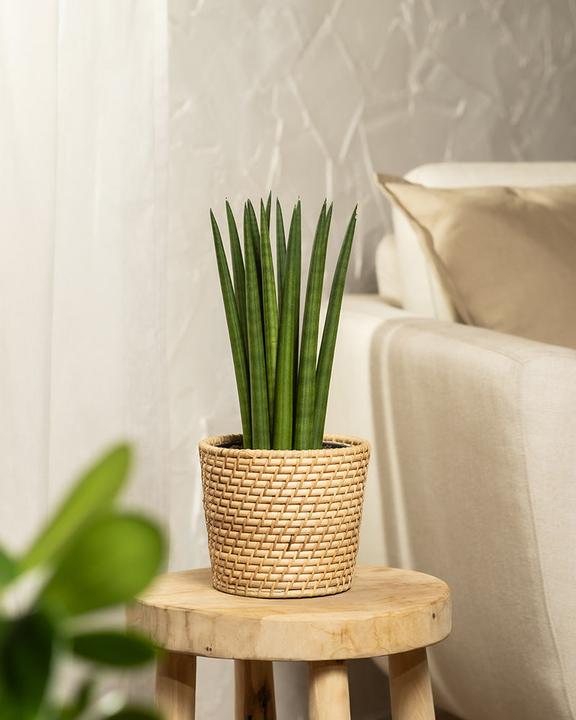 Actual product image feey Straight (25 cm, Freshly repotted)