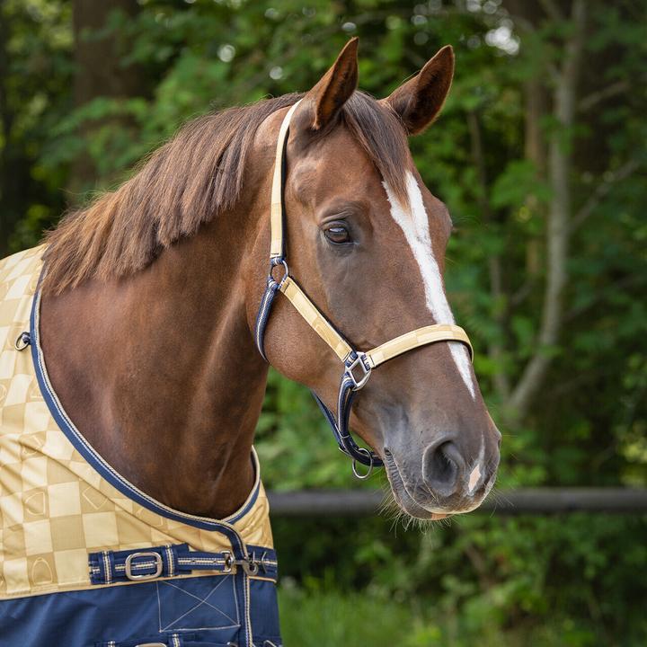 Produktbild Qhp Duo Halfter und Longierleine für Pferde