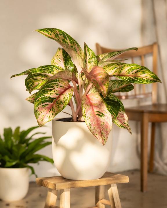 Actual product image feey Aglaonema Cocomelon (35 cm, Freshly repotted)