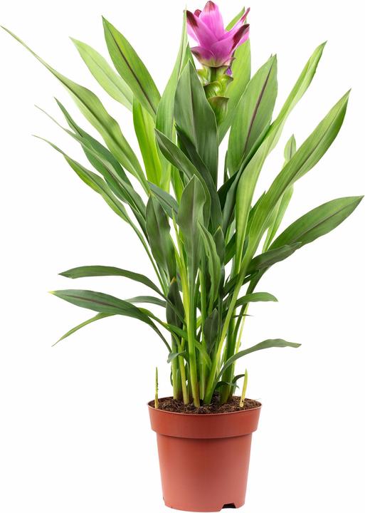 Produktbild Flowerbox Kurkuma - Curcuma (55 cm)