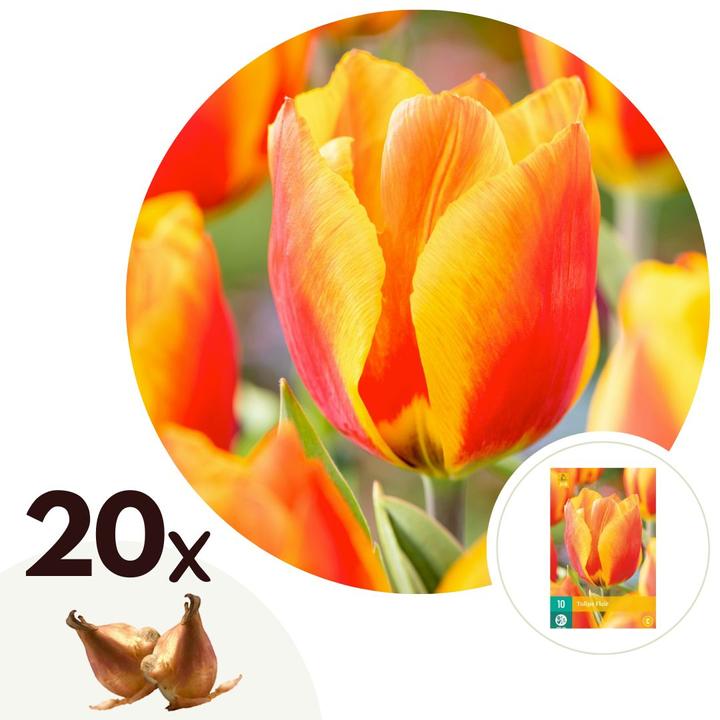 Actual product image Plant in a Box Tulipa Flair - Set of 20 tulips