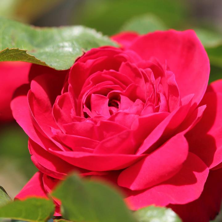 Image du produit Zulauf Rosier floribunda (40 cm)