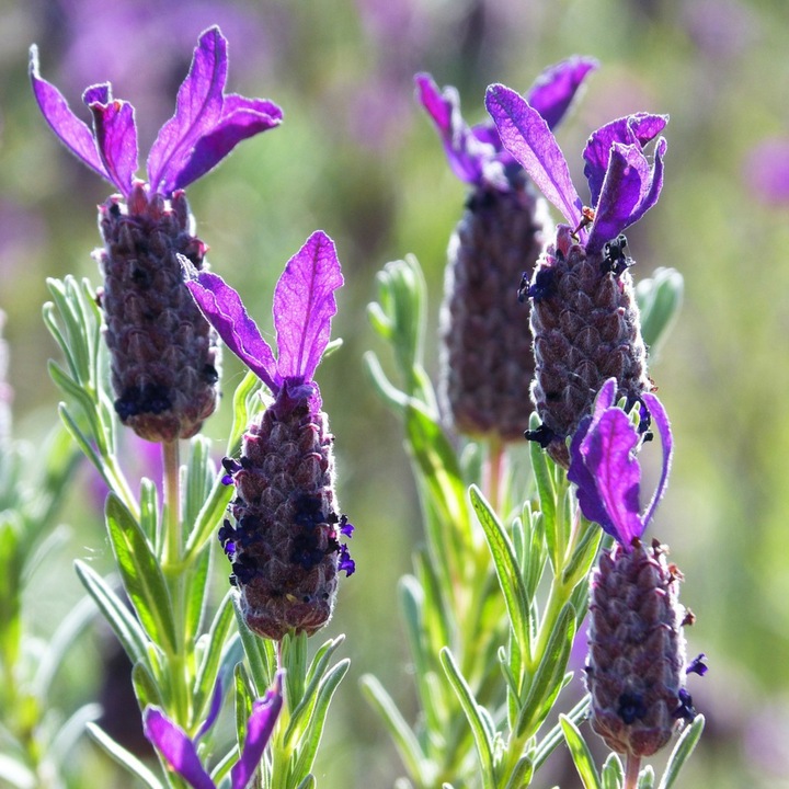 Actual product image Plant in a Box Lavandula stoechas 'Anouk' - set of 2 lavender trees (45 cm)