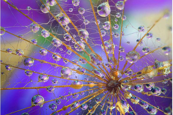 Image du produit Venus Optic Focale fixe Laowa 58mm f/2.8X Ultra Macro APO - Nikon Z (Nikon Z, Plein format)