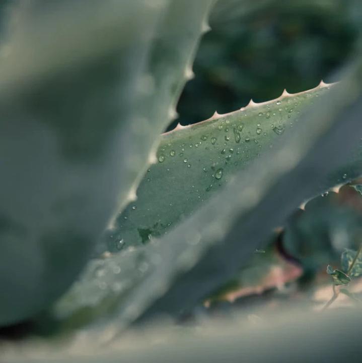 Actual product image Swissforce Instant foam cleaner (Cleansing Foam, 150 ml)