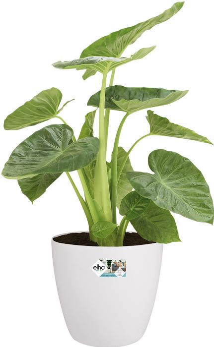 Produktbild Elho Brussels Rollen (40 cm)