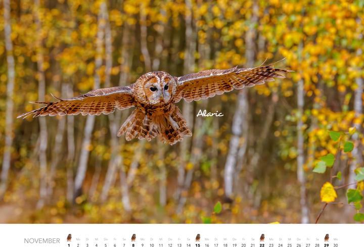 Immagine prodotto Eulen Kalender 2026 (47,5 x 33 cm)