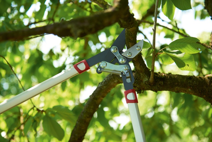 Image du produit Wolf-Garten Ciseaux à branches