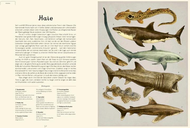 Produktbild Das Museum des Meeres (Deutsch, Loveday Trinick, Teagan White, 2021)