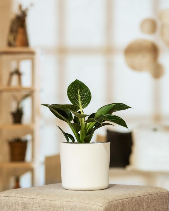 Image du produit feey Philodendron Birkin 'White Measure' (20 cm, Fraîchement rempotés)