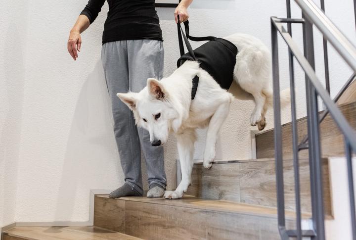 Immagine prodotto Deek Pets Cinghia di trasporto "Walker" per cani (Cane)