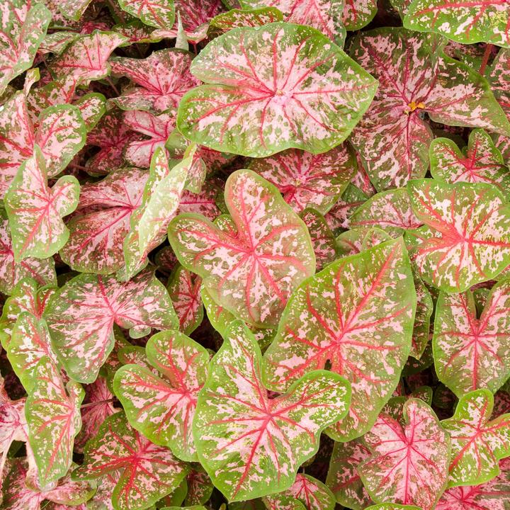 Produktbild Plant in a Box Caladium Carolyn Whorton - (25 cm)