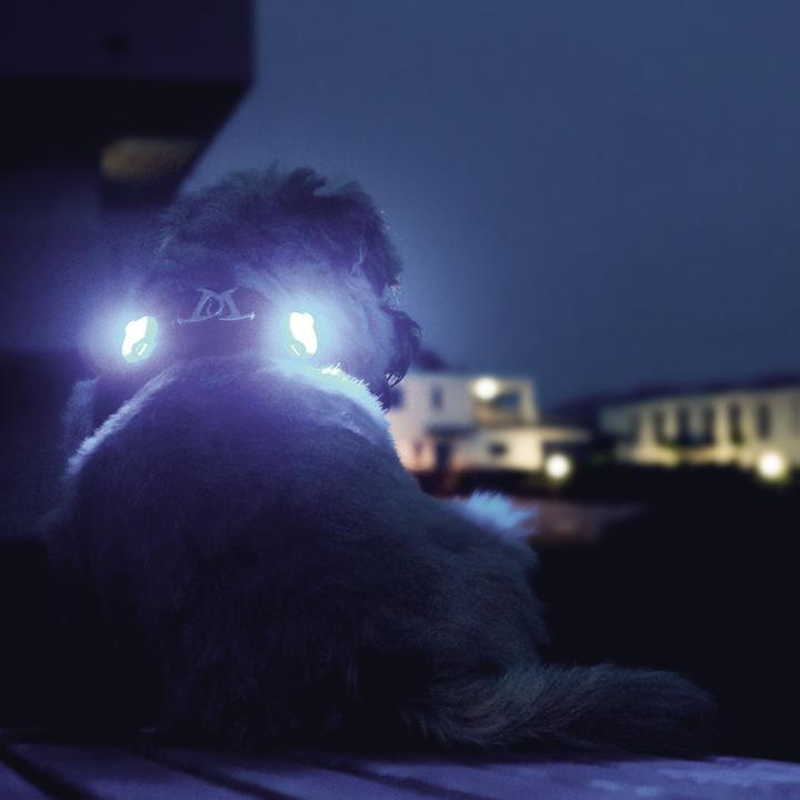 Actual product image Curli Luumi (Dog, General)