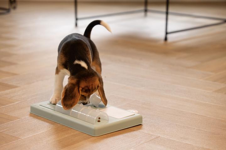 Actual product image Beeztees Reef (Intelligence toy dog)
