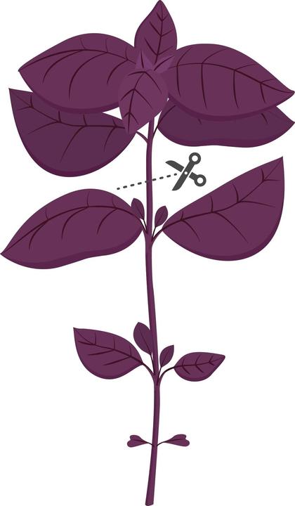 Actual product image Véritable Lingot Purple Basil BIO