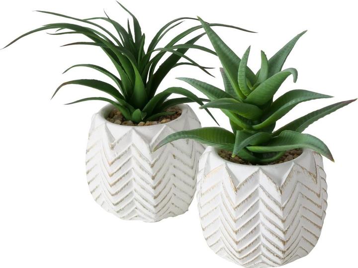 Boltze Home Boltze Topfpflanze Aloe Vera 14cm sortiert (1 Stck)