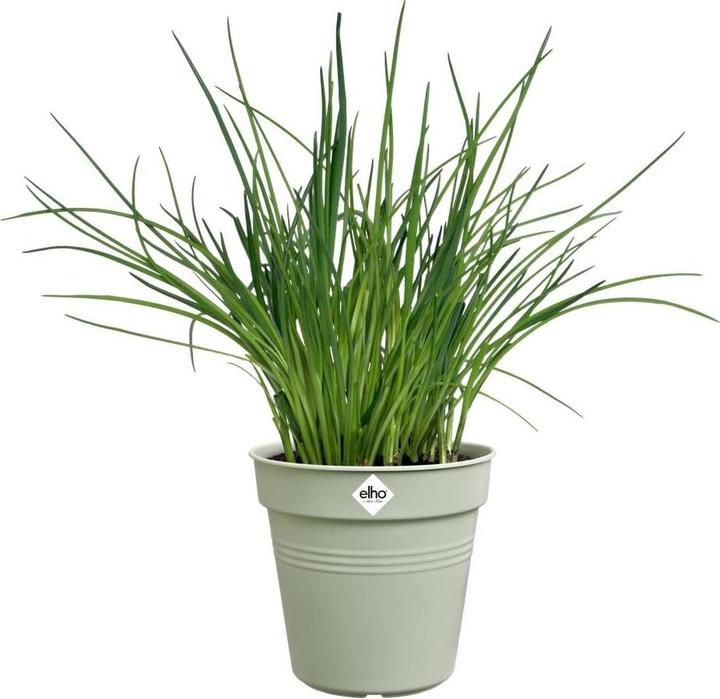 Actual product image Elho Green Basics Growing Pot