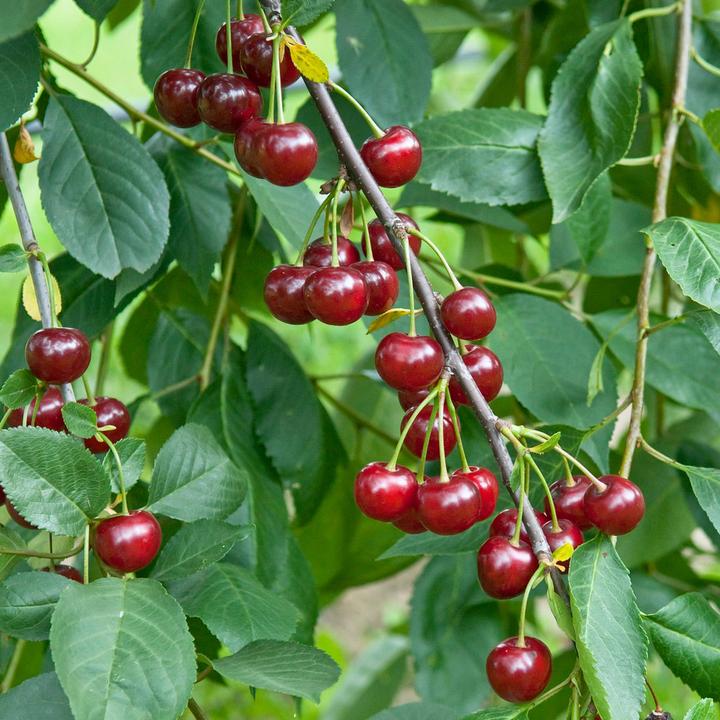 Actual product image Zulauf Dwarf cherry (50 cm)