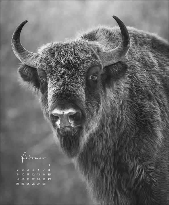 Produktbild WildLife 2026 (45.5 x 55 cm)