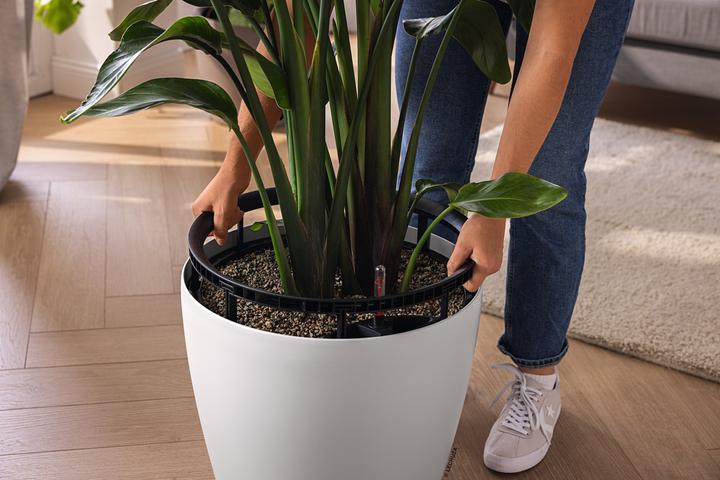 Actual product image Lechuza Classico Colour. (43 x 43 x 39 cm)