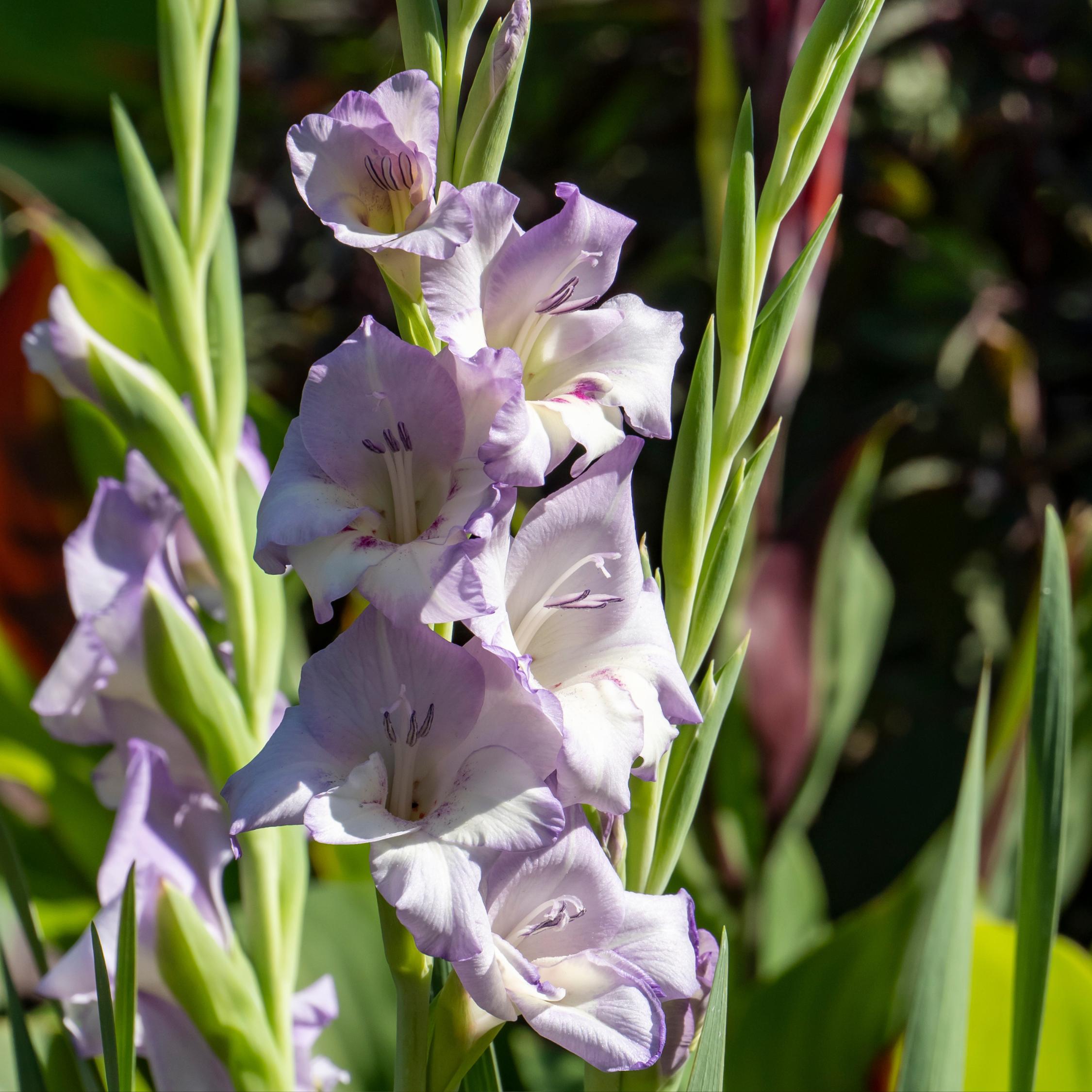 Thumbnail - Plant in a Box, Pflanzen, Gladiolus - 60er-Mischung Gladiolen (10 cm)