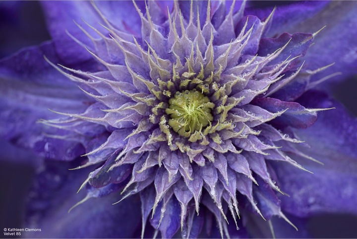 Produktbild Lensbaby Velvet 85 silver MFT (Fujifilm X, Vollformat, APS-C / DX)