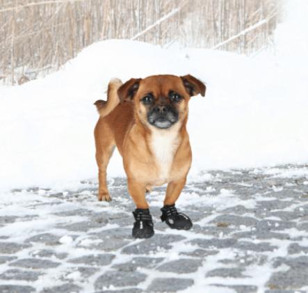 Immagine prodotto Trixie Deambulatore Paw Protector Active Gr.L (L, Scarpe per cani)
