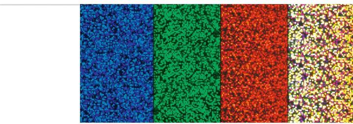 Actual product image Ursus Hologram foil (5x)