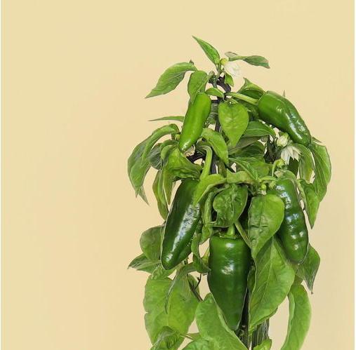 Produktbild Prêt à Pousser Saatgut Padron-Paprika (Kräutersamen)