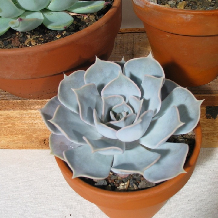 Actual product image Kakteen Gautschi Echeveria (15 cm)